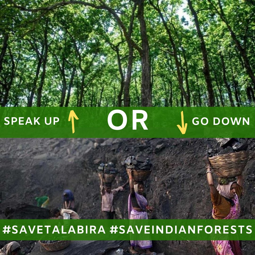 yashmarwah's tweet image. #SaveTalabira #SaveIndianForests