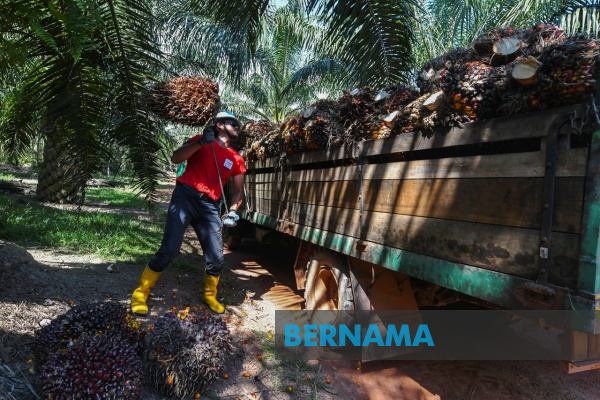 bernamadotcom's tweet photo. #PPK digesa hantar buah kelapa #sawit kepada #PPNJ 

https://t.co/7p1Chjy5Qk https://t.co/UFFdBBB9e8