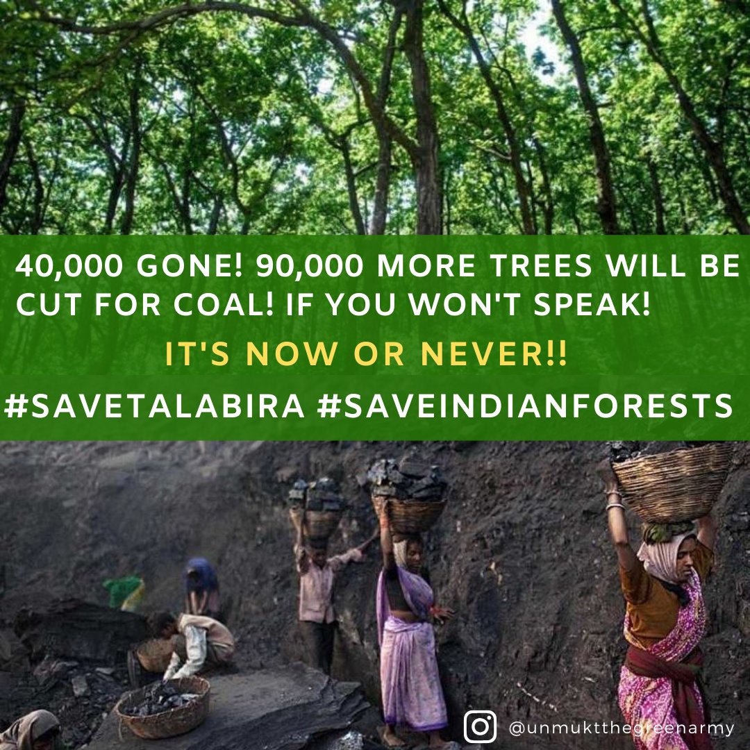 potterplant's tweet image. We live if our forests live. Stop cutting of 1,30,271 trees in Talabira NOW. #SaveTalabira #SaveIndianForests @guardianeco @moefcc @PrakashJavdekar @greenpeaceindia @Fridays4future @otvnews @HuffPostIndia @the_hindu @GretaThunberg @UNEP @fridays_india @Fridays4future