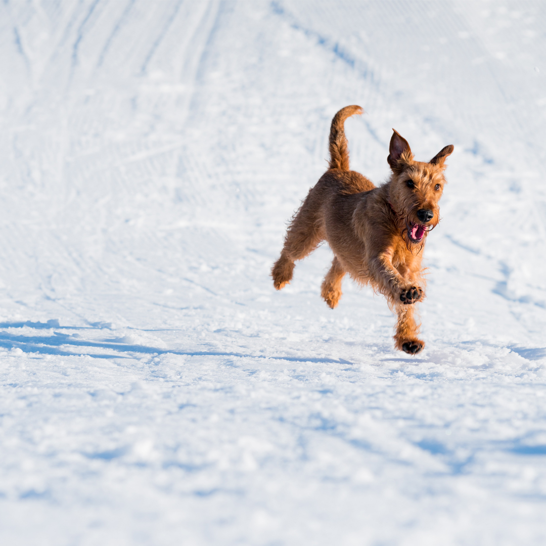 CoolerDogs tweet picture