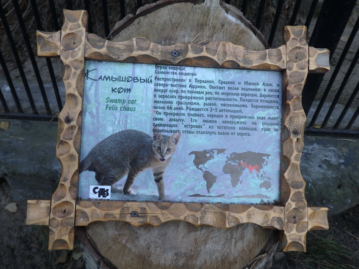 Jazznyanko22's tweet photo. #ノボシビルスク動物園 2日目-9 2019.10
#novosibirskzoo #nskzoo #novosibirsk
クズリさんのそばにいた #ジャングルキャット さん。置物のようにちょんまり座ってました。
#Swampcat #Junglecat https://t.co/eZEq8E6zMq