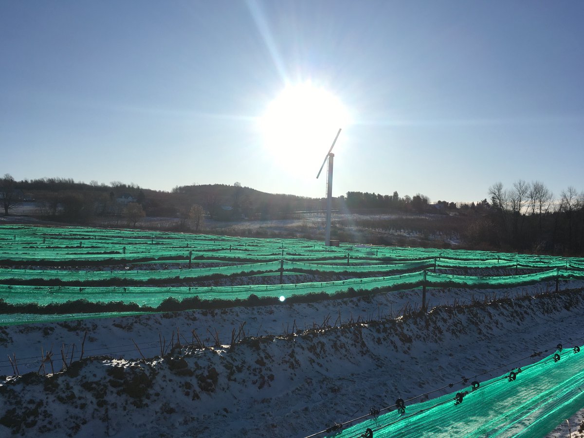 Petit matin froid. Parfait pour les vendanges de glace de l'Orpailleur <a href="/VinsduQuebec/">Vins du Québec</a> <a href="/TerroirSaveurs/">Terroir et Saveurs</a> <a href="/CSCantonsdelest/">Créateurs de saveurs</a> <a href="/TerroirSaveurs/">Terroir et Saveurs</a> <a href="/LaSAQ_officiel/">lasaq_officiel</a> <a href="/TourismQuebec/">Bonjour Québec</a> <a href="/LaRoutedesVins/">La Route des vins</a> #vendanges #viticultureExtreme #locaboire #orpailleurvindeglace