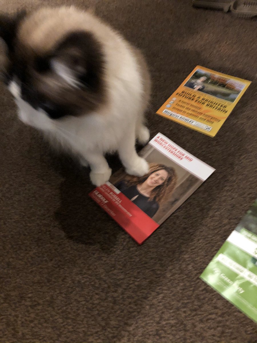 ali__samson's tweet photo. @Ferretgrove @SamsonTheCat isn’t old enough to visit polling stations but he #tacticallyvote with his feet. https://t.co/rOgJxjoUpF