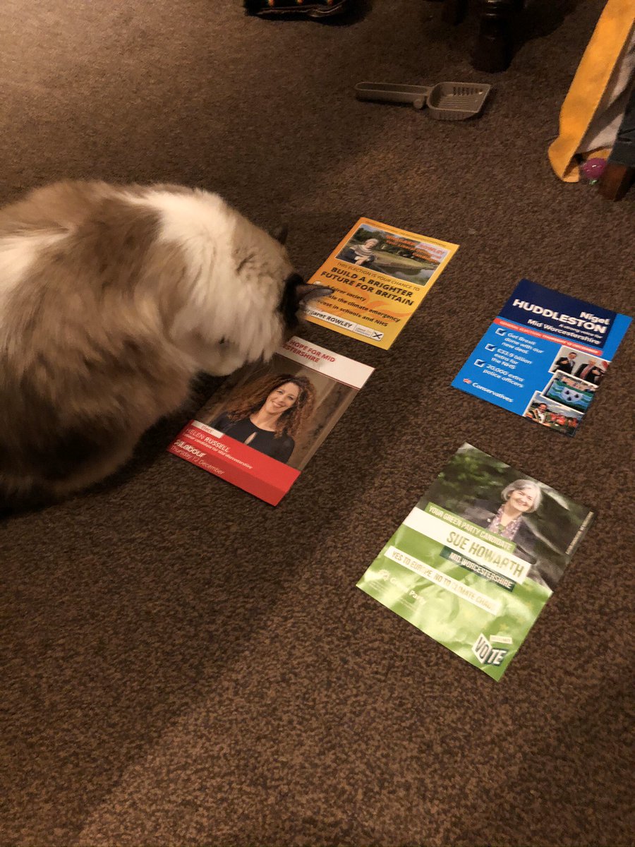 ali__samson's tweet photo. @Ferretgrove @SamsonTheCat isn’t old enough to visit polling stations but he #tacticallyvote with his feet. https://t.co/rOgJxjoUpF