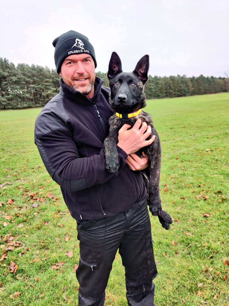 Everyone meet PPD Bear, an 18wk old Dutch Herder who has joined us in Cleveland Dog Section.

Bear will be staying with me while he develops, and he will be allocated to a handler if he is deemed suitable to go on an initial course 🐾 #goodluckbear
#puppypolicedog #dutchherder