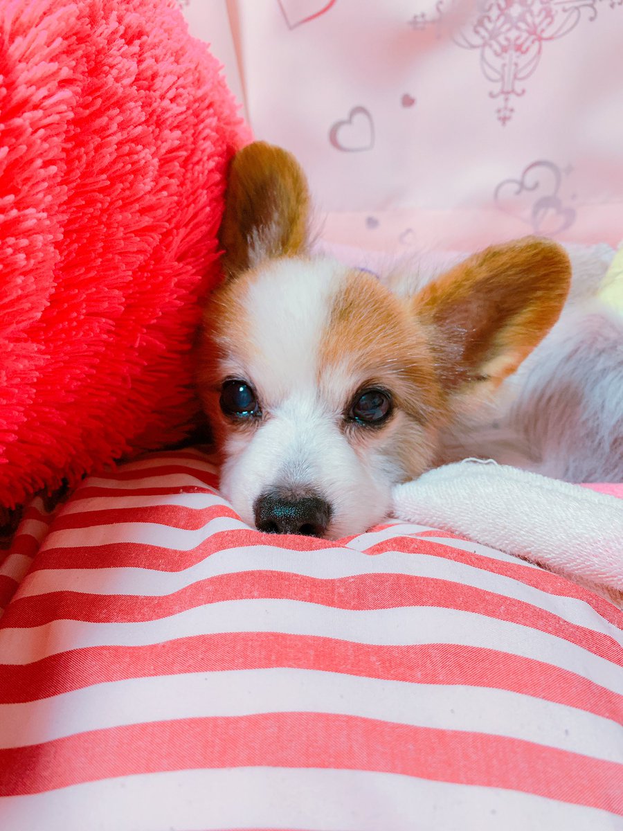_minmayu7's tweet photo. 愛犬用のインスタを作ろうかいつも迷ってる🥺もちろん亡くなってもけんちゃんは愛犬だからけんも載せていく😘⭐️💕面倒くてなかなか作る気にならんけど😂！
こうやって見ると顔はやっぱりけん(4枚目)が断トツで可愛い🤣❤️ https://t.co/341ZAOtw1i