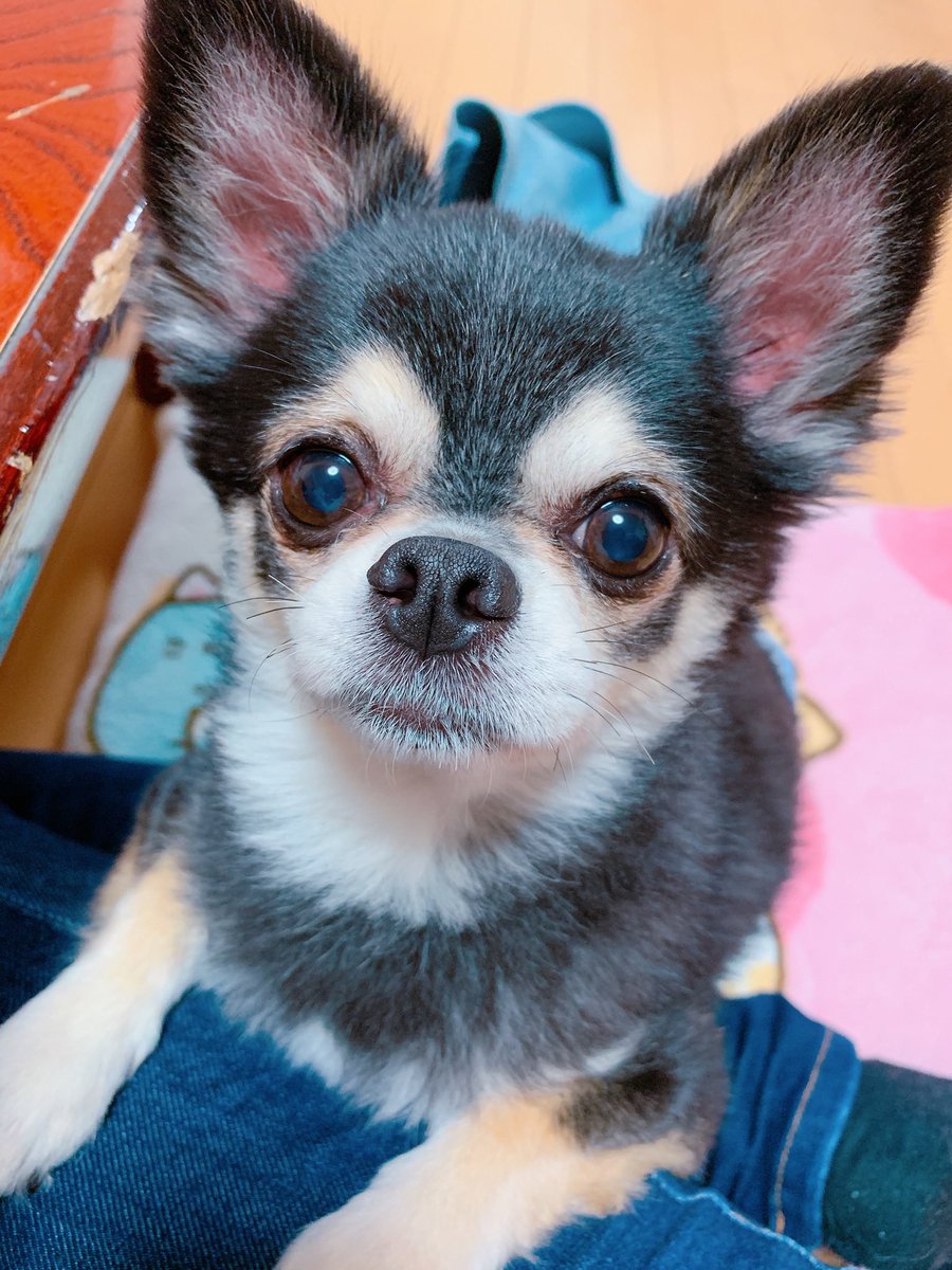_minmayu7's tweet photo. 愛犬用のインスタを作ろうかいつも迷ってる🥺もちろん亡くなってもけんちゃんは愛犬だからけんも載せていく😘⭐️💕面倒くてなかなか作る気にならんけど😂！
こうやって見ると顔はやっぱりけん(4枚目)が断トツで可愛い🤣❤️ https://t.co/341ZAOtw1i