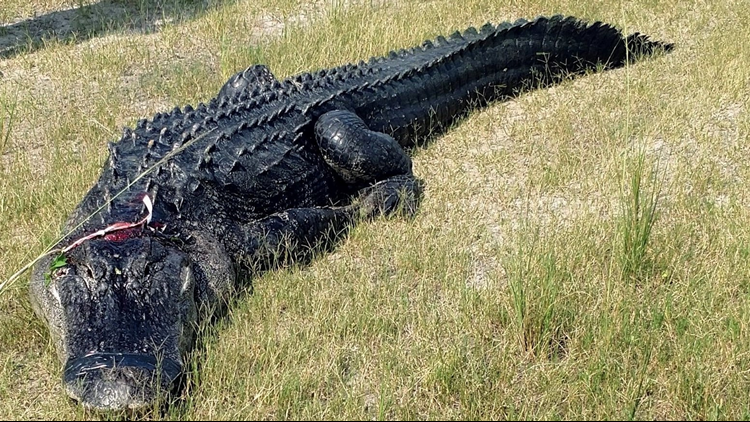 10TV's tweet photo. Florida man found partially eaten by alligator died from meth overdose, autopsy shows https://t.co/FUX1OYAit6 #10TV https://t.co/yWMwOyW7Ap