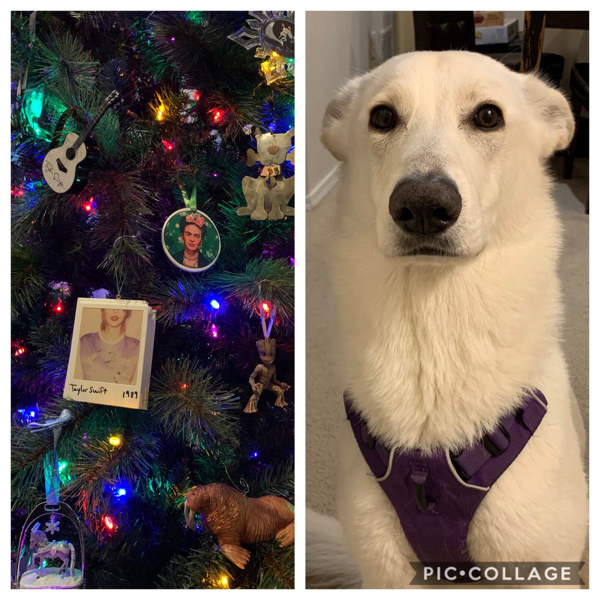 SeattleSwifties's tweet photo. @taylornation13 When the bottom ½ of your tree needs to stay naked because your dog eats your ornaments #ChristmasTreeFarmPets https://t.co/RcM3bpP6Cj