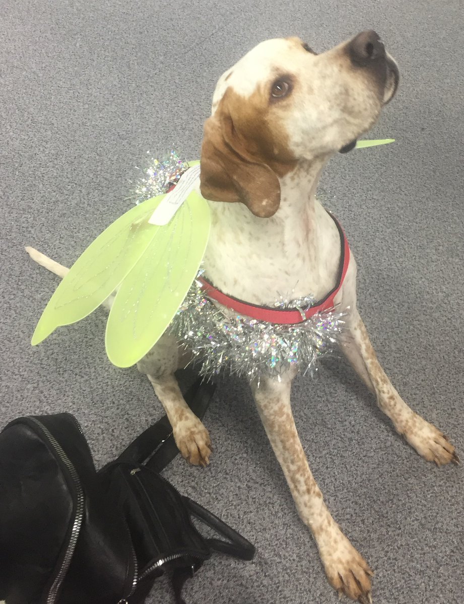 sollom_rebekah's tweet image. Basil the &quot;Christmas Fairy&quot; is playing a key role in this year&apos;s Pimp My Pod competition! @Carat_Leeds  #christmas #pimpmypod