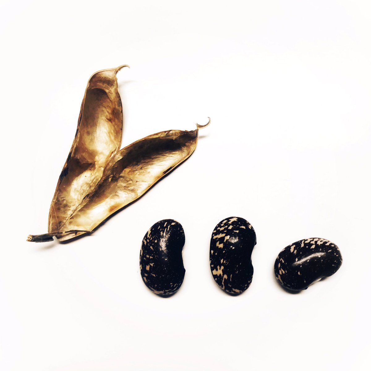 Three fine beans 😁
We plant these Scarlet Lady Runner Beans wherever they have something to climb. They’re nitrogen fixers that produce amazing edible red flowers. The hummingbirds love them 🌱

#ygkfarmtotable #takeitbackhome #ygk #ygkeats #ygklove #ygkfood #ygkchef