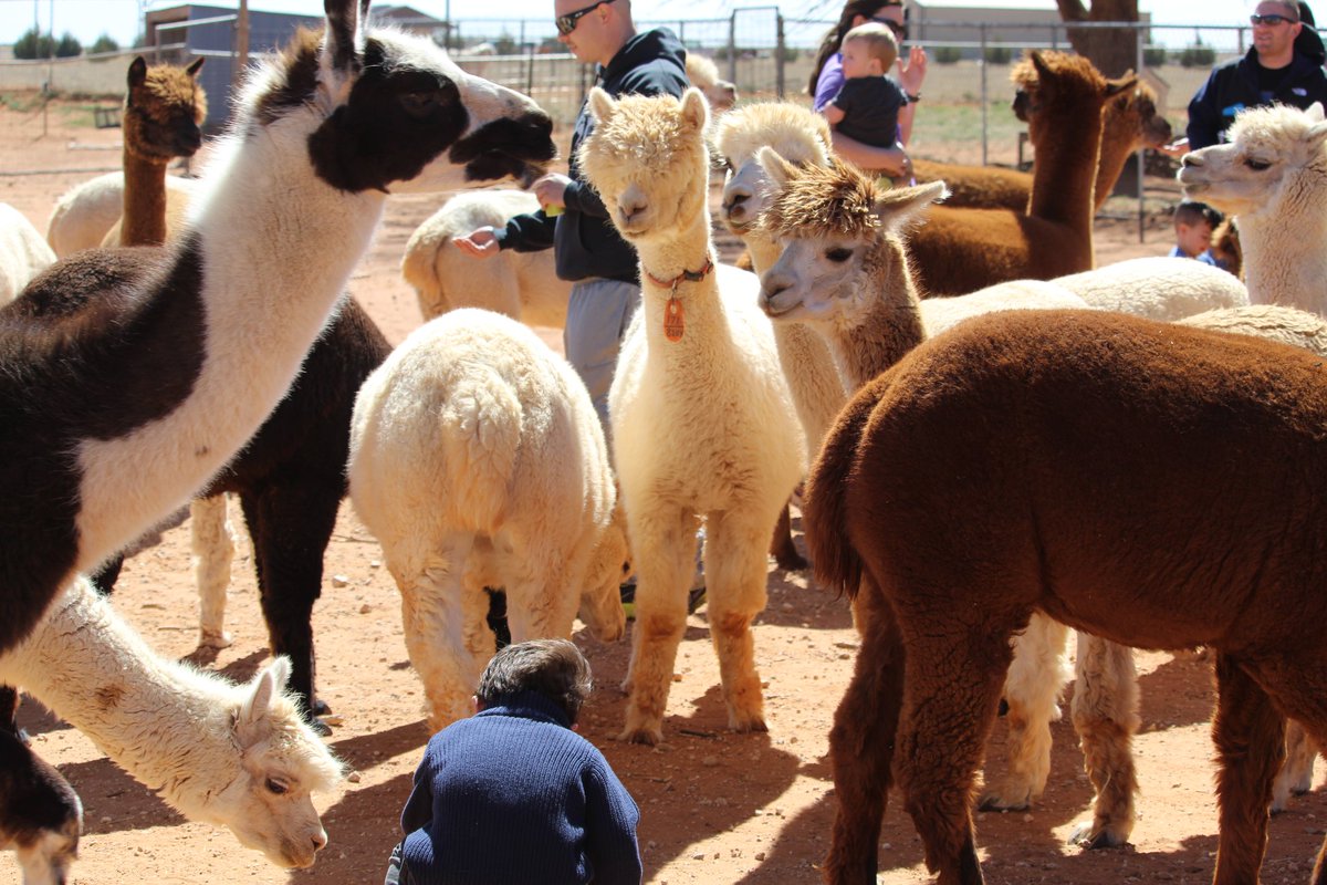 WindrushAlpacas's tweet photo. It’s Friday Eve! Plan your weekend. Come to our next Open Farm Day! Sat 12/14. Touch & feed alpacas. See you at the farm! https://t.co/OIIEGIvsNL #windrushalpacas https://t.co/xgbyLCYfys