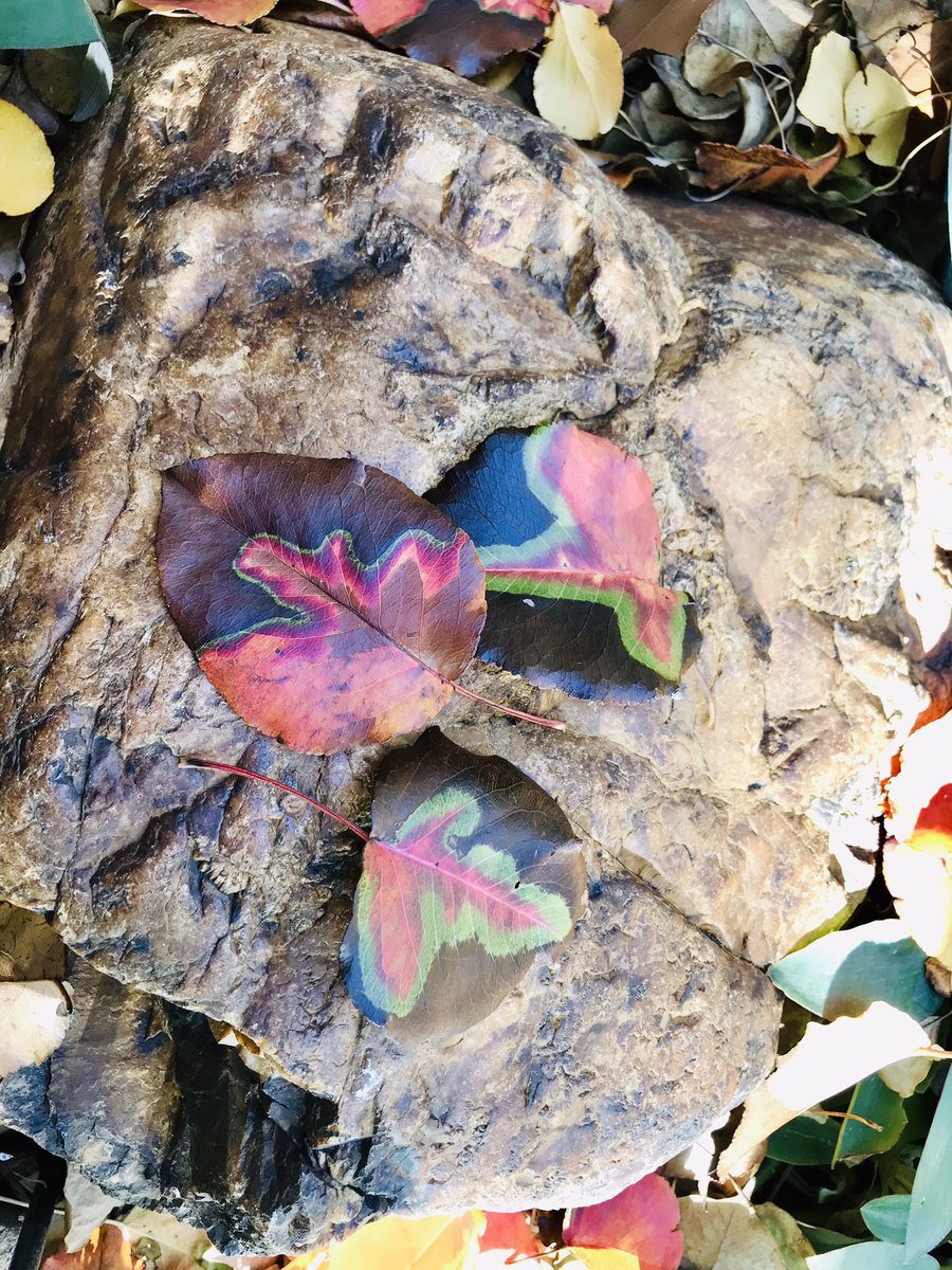 Zirikhifi's tweet image. Tie-dyed Bradford Pear leaves. I like that it looks like a coastline on a map. #nature #naturemap