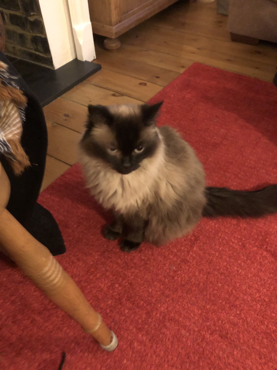 tomcopley's tweet image. Say hello to our committee room cat, Monty 😍. He thinks everyone is here for him today rather than the election (@JadeFrancesAzim)