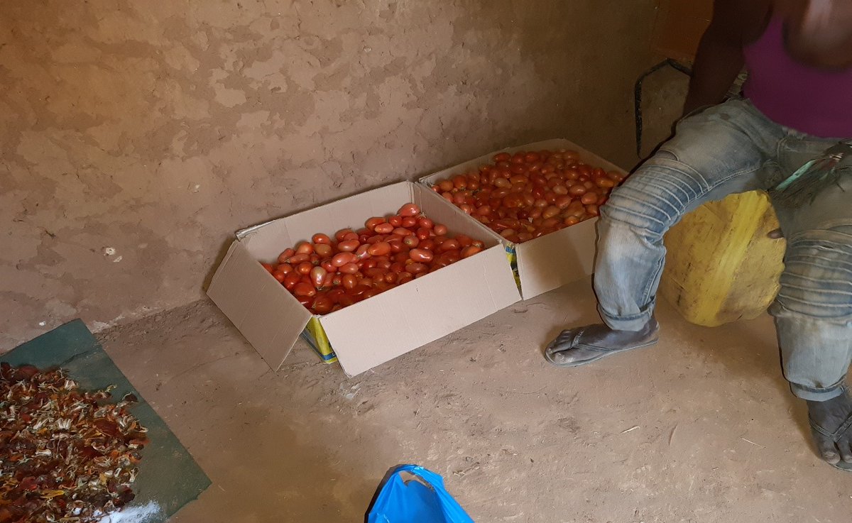 progKEY's tweet photo. Dans la commune de #Ménaka, l'ONG @RESCUEorg du consortium #ARC (Alliance pour la #Résilience Communautaire) forme ses bénéficiaires sur la production agricole maraichère.

#progKEY #AfricaTrustFund @europeaid @MimicaEU https://t.co/v1Q7n93HDU
