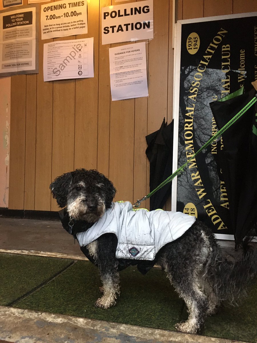 DavidRose1954's tweet photo. Had to include Milo in #dogsatpollingstations  - he braved the rain to pose! https://t.co/ppf6b7jGLW