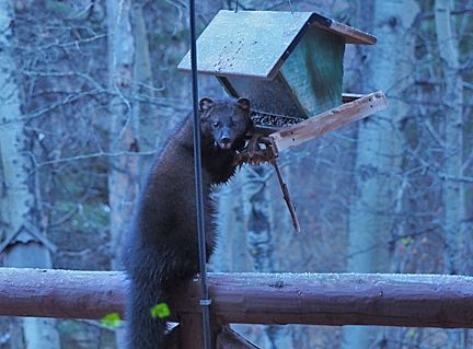 ABMINatureLynx's tweet photo. When you're caught trying to get a taste of dessert before dinner is served...
A very sneaky Fisher spotted by NatureLynx user DonOutdoors
https://t.co/22gMb0BUO6
#happyholidays #tistheseason #dessertbandits #albertasnatureapp #capturecuriosity #sightingshowcase https://t.co/MLv7VhXlIn