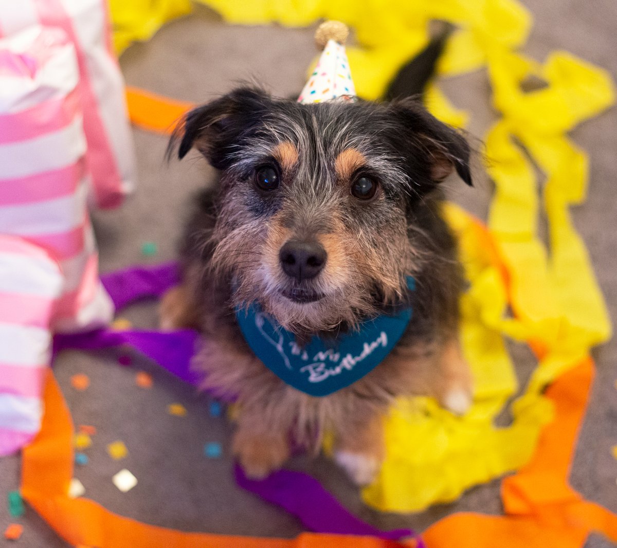It's a very important day today...

No, we're not talking about the general election...it's Paisley's 4th birthday! 😄🎁

#GeneralElection2019 #dogsatpollingstations