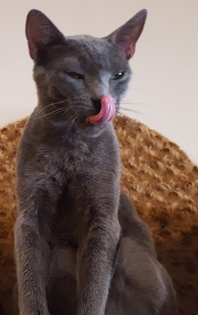 CatCafeSanDiego's tweet image. Welcome back to #sandiego @fetchdvm360 Stop in before your #fetchdvm360 sessions start at noon to enjoy good #coffee and cute #cats this morning. We&apos;re a short walk from @SDConventionCtr (cross Harbor at 1st, right on Island, walk to 3rd). Your admission includes a food or drink.