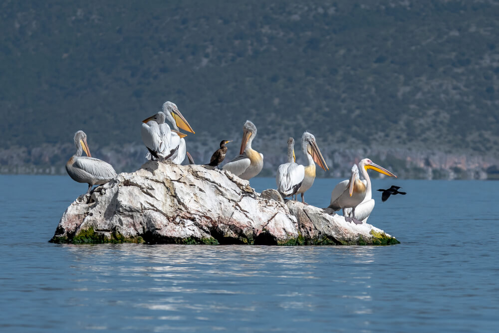 ExploreMacedon1's tweet photo. Since 14th July, 2008, Golem Grad is opened for visitors, and our recommendation would be to go on that trip via an experienced tour guide.

#ExploreMacedonia #GolemGradOrSnakeIsland #PrespaLake

Read more on https://t.co/opC6hqrjhx https://t.co/KwzoxOLOyO