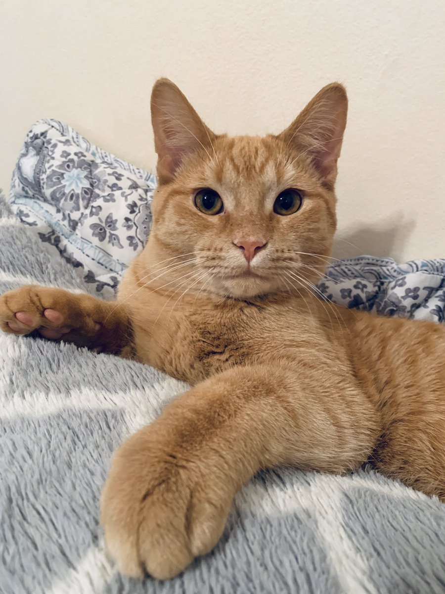 Marvel91192125's tweet photo. Hola fellow lions π¦ Iβm feeling pretty strong today πΎπ§‘πΎ I hope everyone has a PURRFECT day and if you donβt... hereβs some cute pictures of me π§‘π½π #CatsOfTwitter #minilion #gingerkitten #ThursdayThoughts #goodmorning #purrfect https://t.co/KXnRxuJs6w