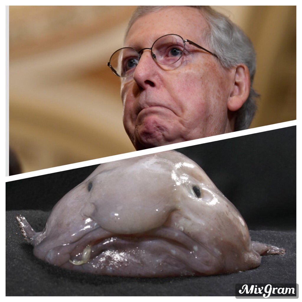 Alyssa F On Twitter Am I The Only One That Thinks Mitch Mcconnell Senatemajorityleader Looks Like A Blob Fish Must Be All That Time Spent With His Head Up Realdonaldtrump A Ass