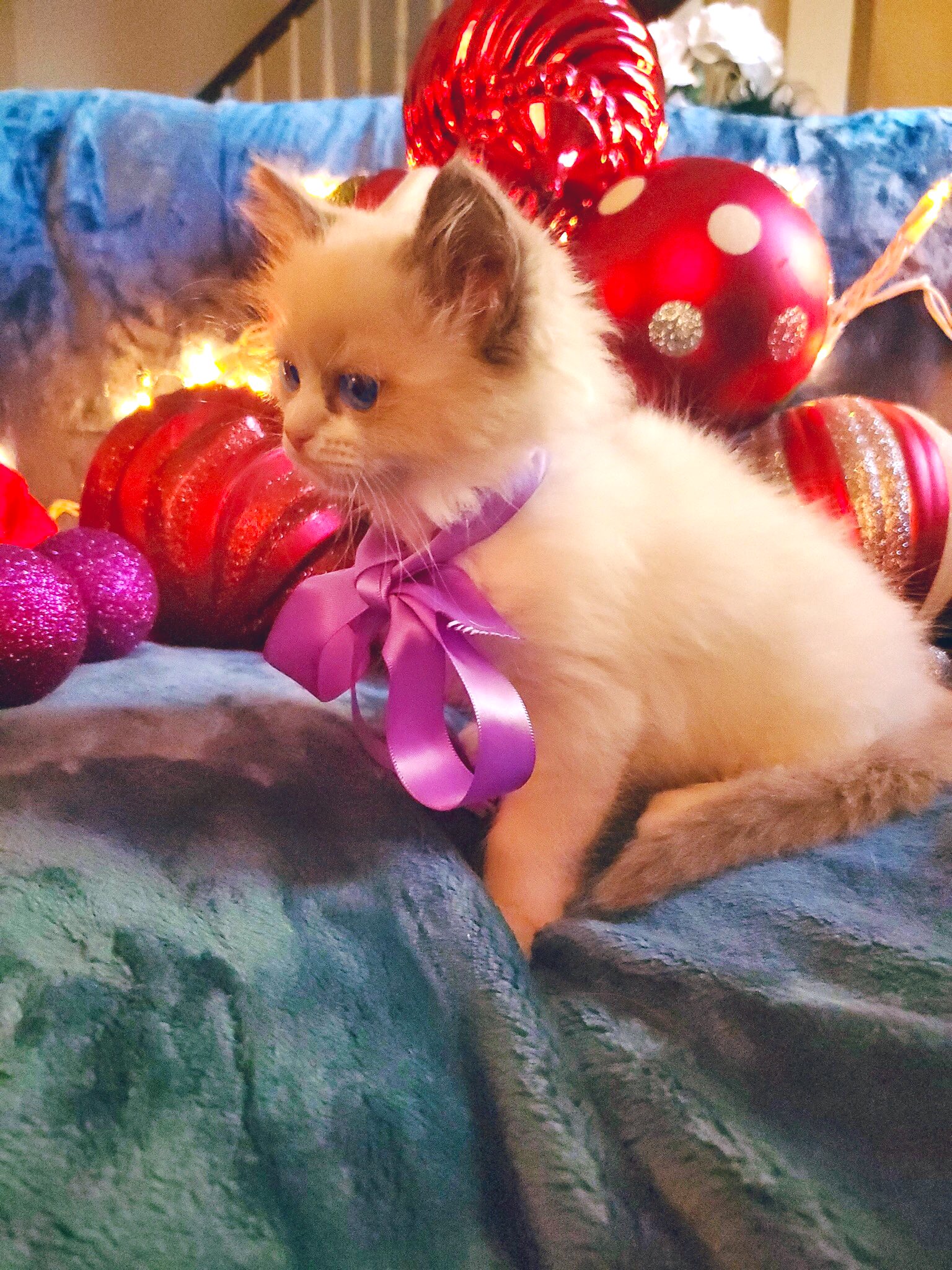 AngelGirl Ragdolls RagdollsforSale X