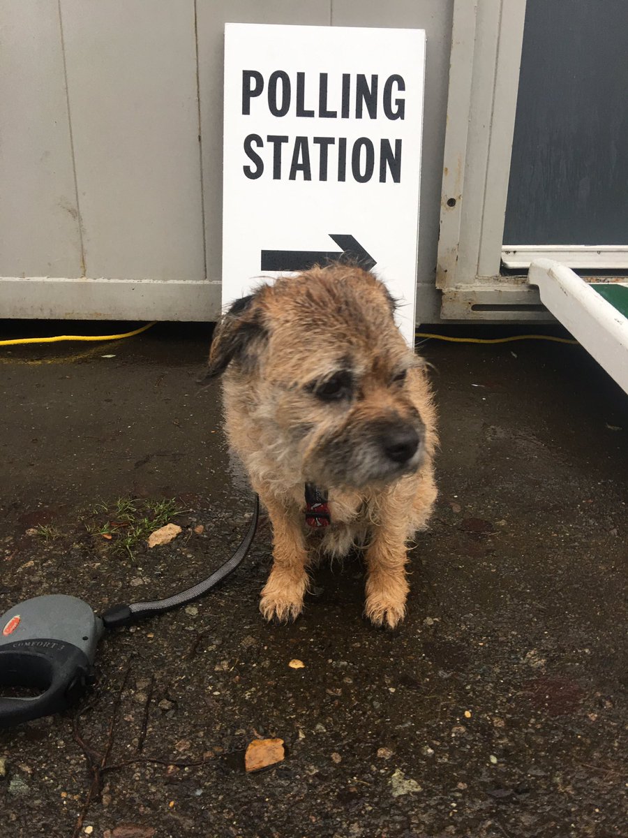 Refusing to look at the camera as a silent protest for a wet walk. Feeling damp behind the ears. Did become a dog IN a polling station however, though drawing a cross with paws was too difficult... #dogsatpollingstations 🐾