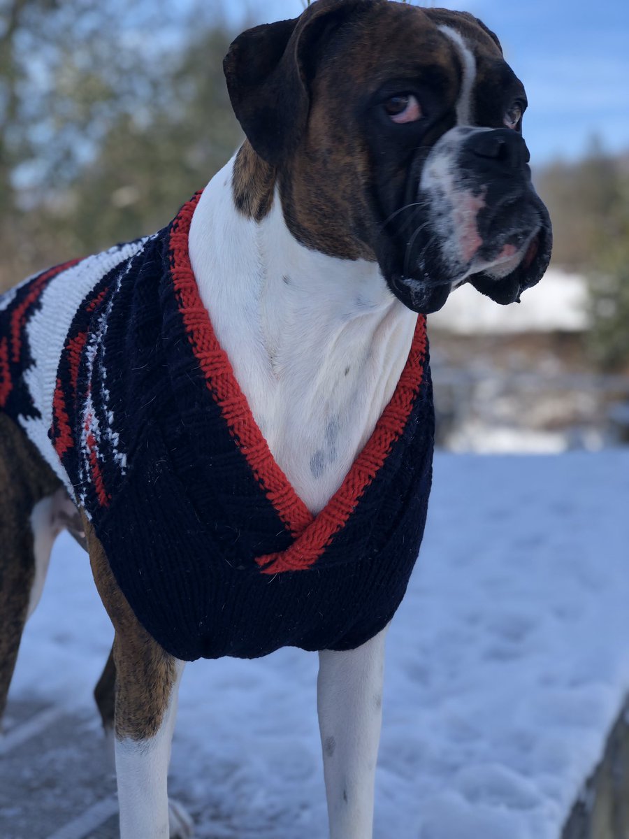 boxersnbriefs2's tweet photo. I see sunshine over the horizon...
#decembermornings #bluecold🥶 #crunchysnow 

#bailey #bella  #boxerlove #boxerdogs #chillydog #fashionmodel https://t.co/jw0bdQAUxz
