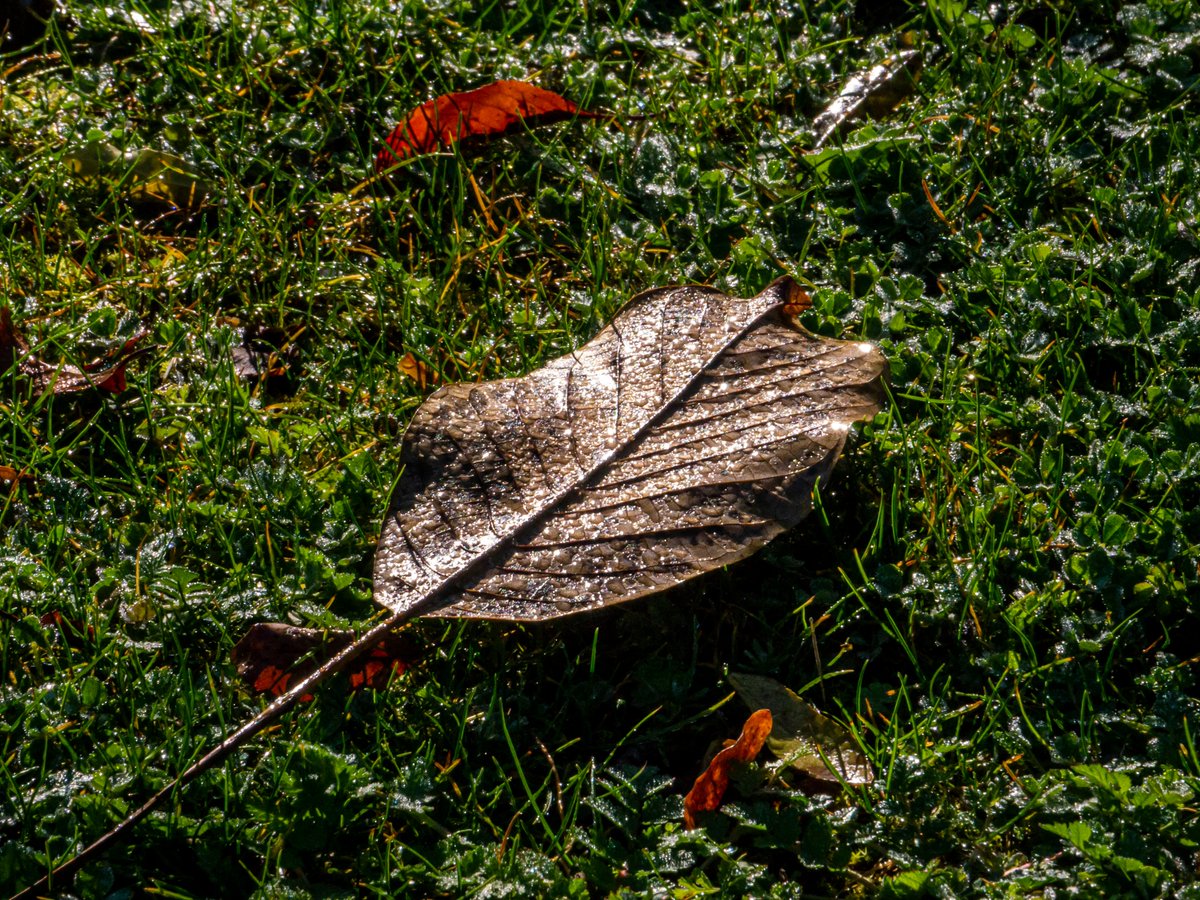 Waldomerillo's tweet photo. Una imagen del presente otoño y de su correspondiente rocío matinal. https://t.co/M36zkBTGIo