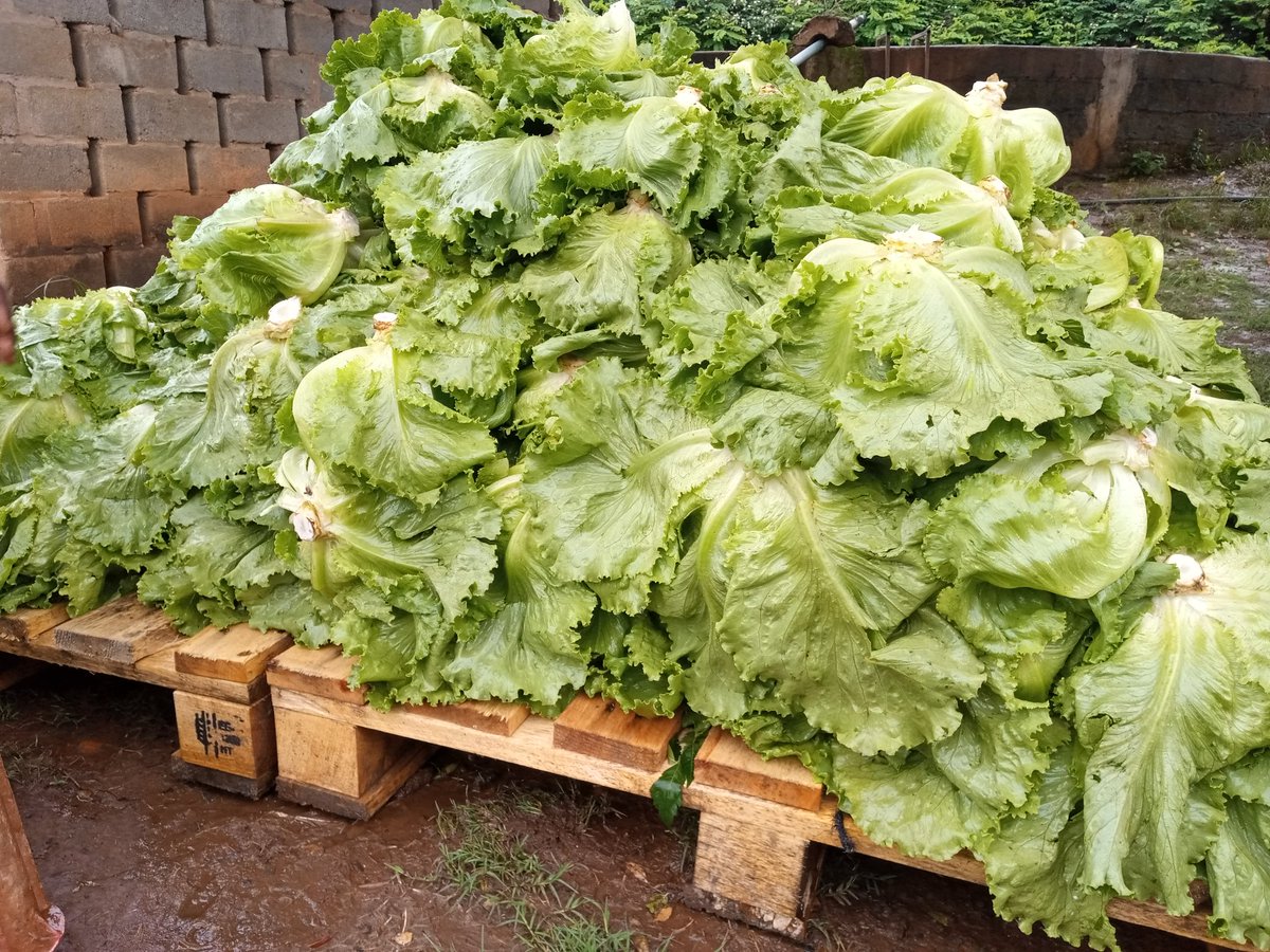 Prin_Stock_Akem's tweet photo. If you decide to eat at these location today and throughout the weekend thank you for your support.
#threetrees #turnandtender #mugandbean #mamakitchen
#Mochachos
Know that your lettuce is organically grown as well, I hate chemicals.
🇿🇲 Proud Zambian Farmer https://t.co/ui14Tial6J