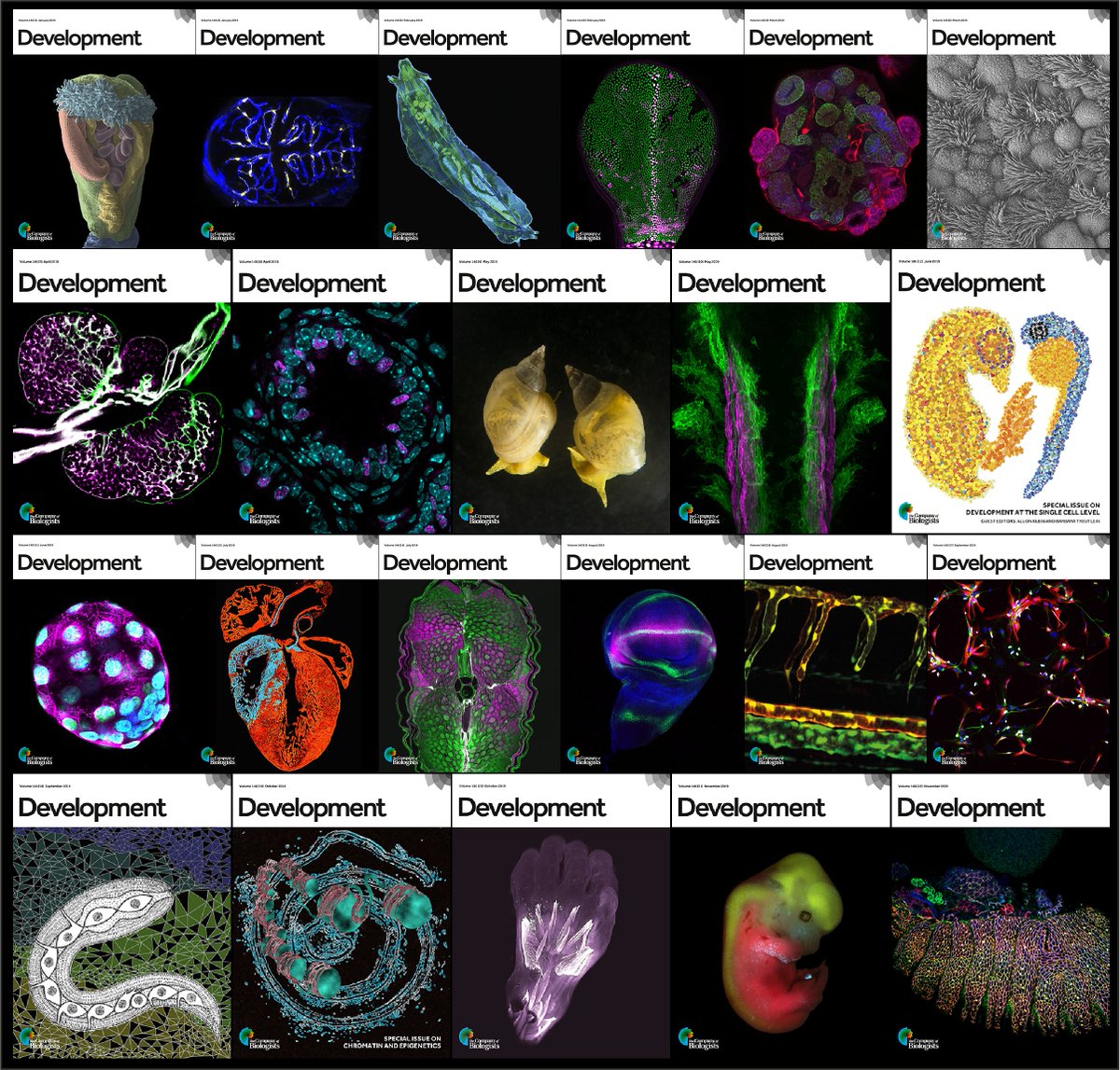 As the year winds down, we’ll be celebrating the diversity of #devbio by tweeting some of our favourite papers of the year, showcasing different approaches, scales and species. It's the 12 days of #Devmas!
