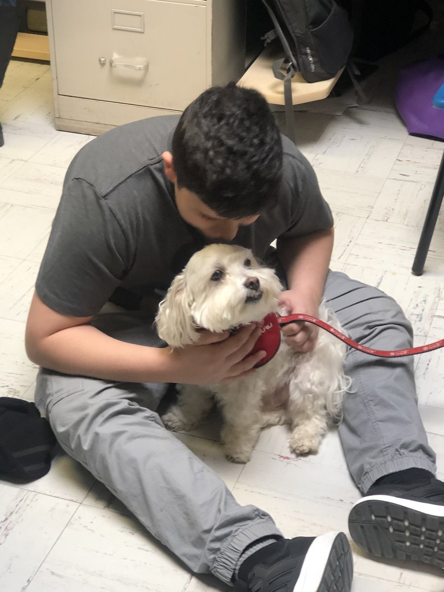 s_deeck's tweet photo. All we need is some Boo Therapy to get us through the next 7 days ! @HillcrestMS1 #therapydog https://t.co/27ij0lFu4f