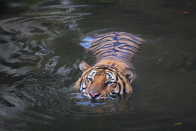 arrowpool's tweet photo. Humans aren't the only animals that love to swim! You might be surprised that tigers, sloths and elephants (oh my!) are three of the animal planet's other top land-dwelling swimmers. #animals #swimming #arrowpools https://t.co/KcCWZjbxMH