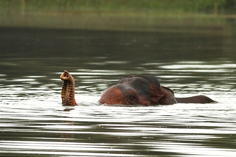 Humans aren't the only animals that love to swim! You might be surprised that tigers, sloths and elephants (oh my!) are three of the animal planet's other top land-dwelling swimmers. #animals #swimming #arrowpools