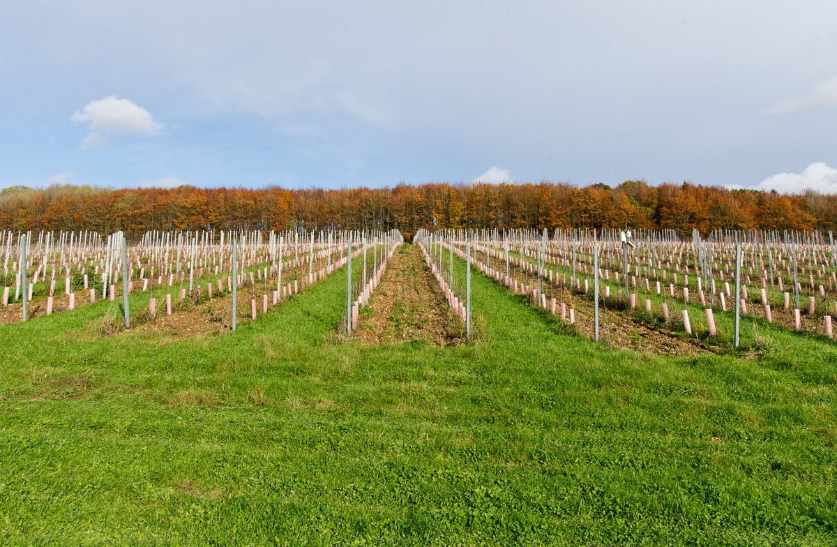 One of the great things about working with wineries is that the locations are always so beautiful!

#newwork #architecture #architect #ukwine #wineryarchitecture #wine #enjoyingwhatwedo Vinescapes #designcubed