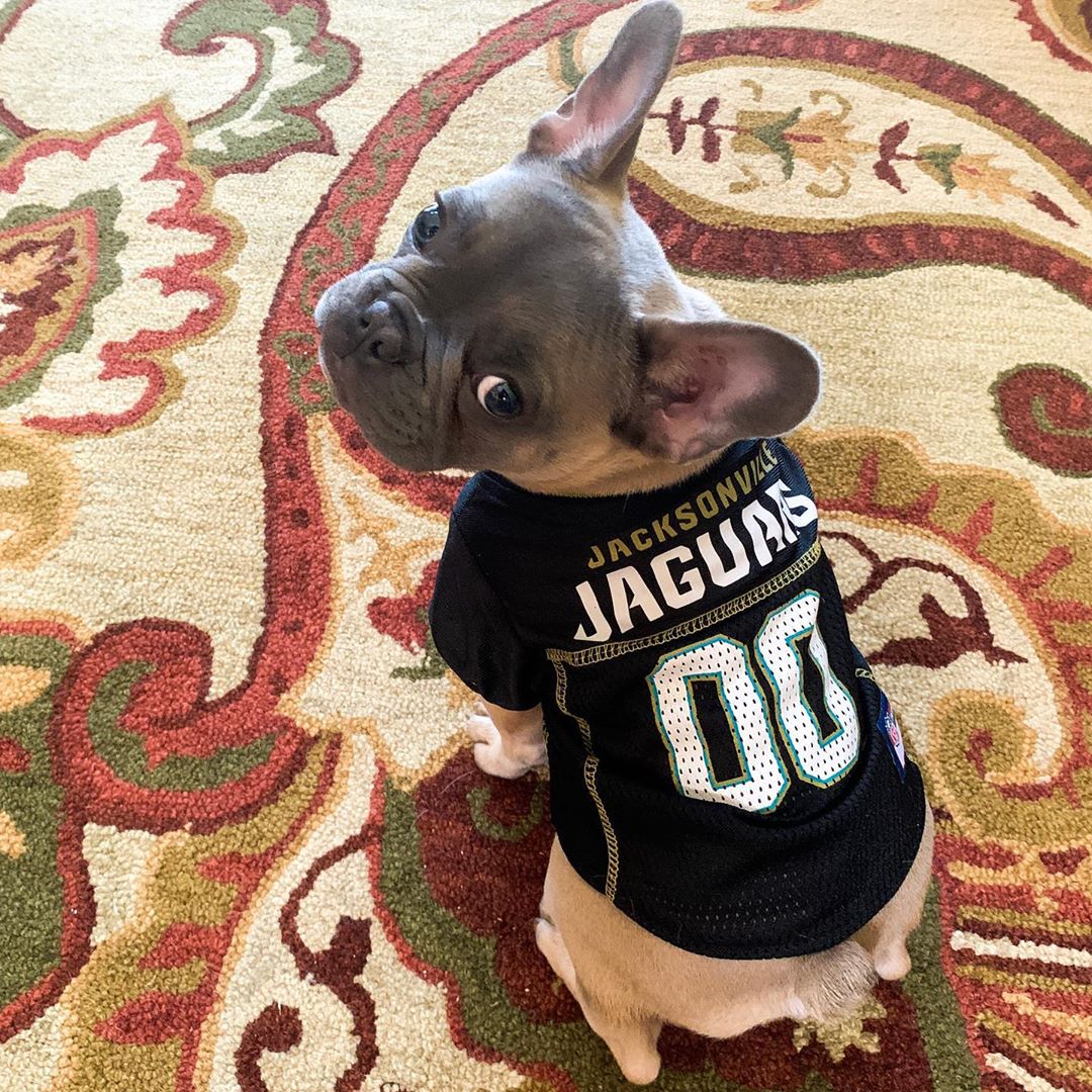 Jaguars's tweet photo. A RT for Bam Bam is 2 votes for @DJChark82 to the Pro Bowl.

@DJChark82 + #ProBowlVote
@DJChark82 + #ProBowlVote
@DJChark82 + #ProBowlVote
@DJChark82 + #ProBowlVote https://t.co/7Ud9AU3V46