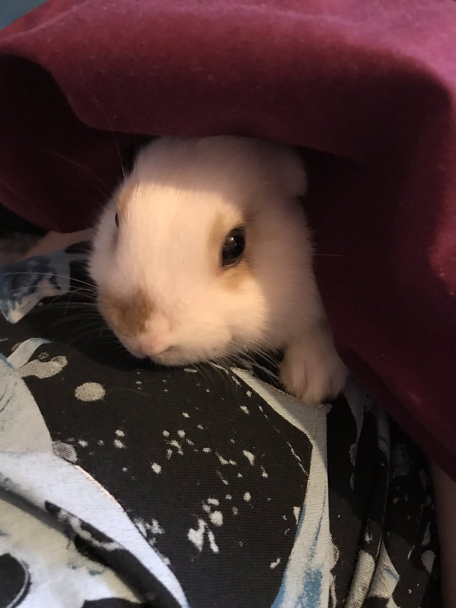 EmmieMCosta's tweet photo. My gorgeous new family member meet sweetcorn isnโt he gorgeous we got him from a family friend he is home in time to spend his first Christmas with us (he wasnโt brought as a Christmas present he is a much loved and wanted family member ) #iloverabbits #christmasbunny #ilovehim https://t.co/qzYNT5TehY