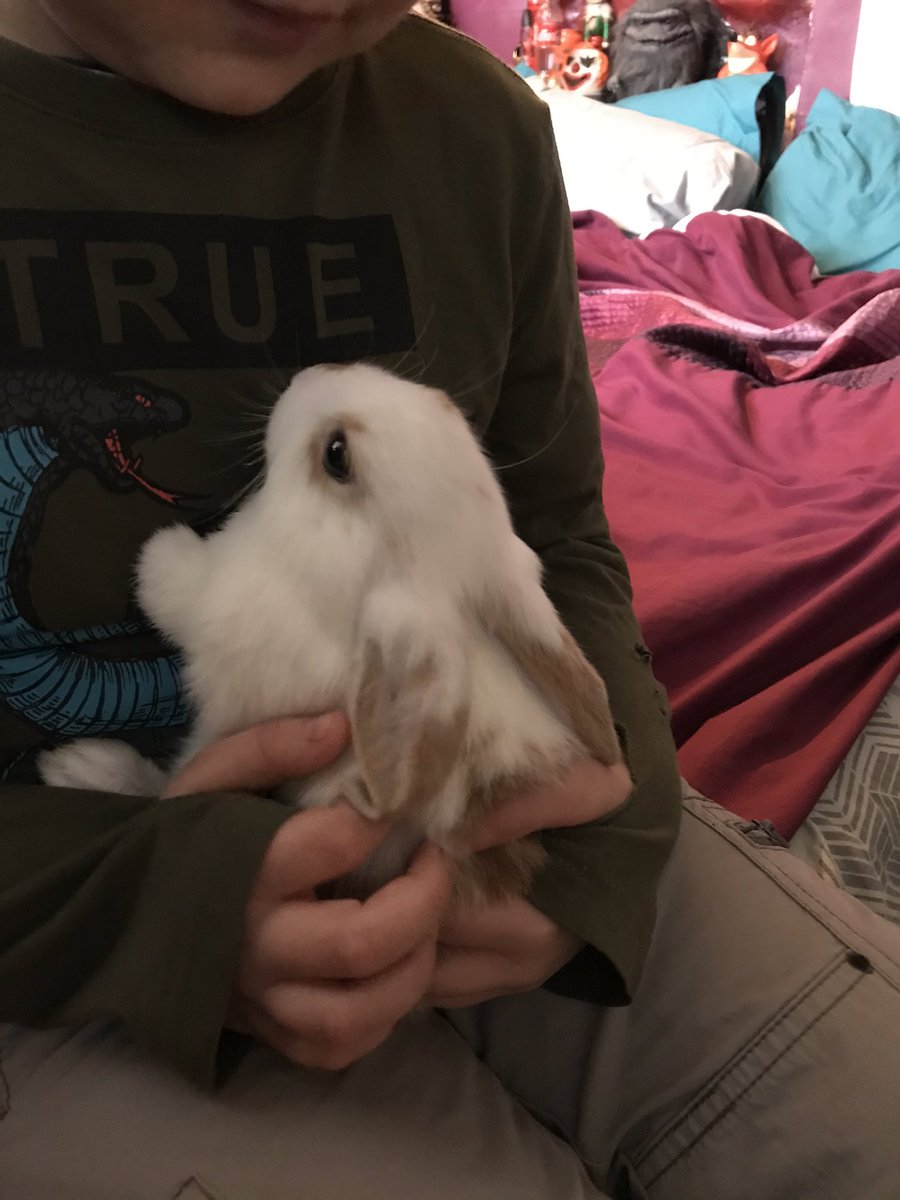 EmmieMCosta's tweet photo. My gorgeous new family member meet sweetcorn isnโt he gorgeous we got him from a family friend he is home in time to spend his first Christmas with us (he wasnโt brought as a Christmas present he is a much loved and wanted family member ) #iloverabbits #christmasbunny #ilovehim https://t.co/qzYNT5TehY