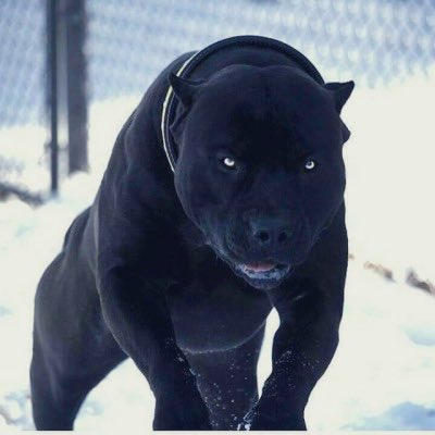 Kenyatta Wright tweet media