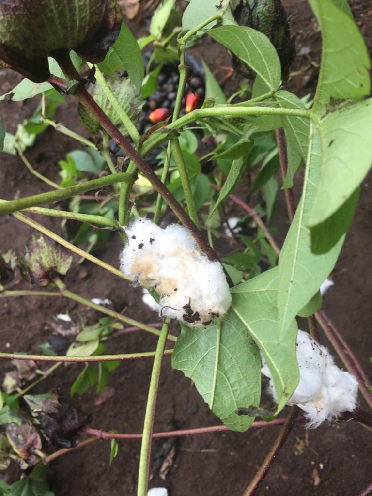 Marc Mazairac tweet media