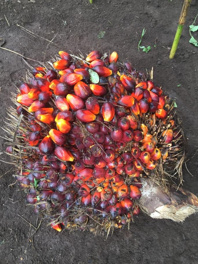 @Dutchmfa country team visiting a Dutch funded <a href="/Cordaid/">Cordaid</a> agricultural project during a 2 day visit to Yambio. Synergising interventions on knowledge, cooperatives and microfinance, building resilience.
<a href="/AlainNoudehou/">Alain Noudehou</a> <a href="/jaalberda/">Janet Alberda</a> <a href="/HennyGerner/">Henny Gerner</a> <a href="/IGG_NL/">NL Global Issues</a> <a href="/jaalberda/">Janet Alberda</a>