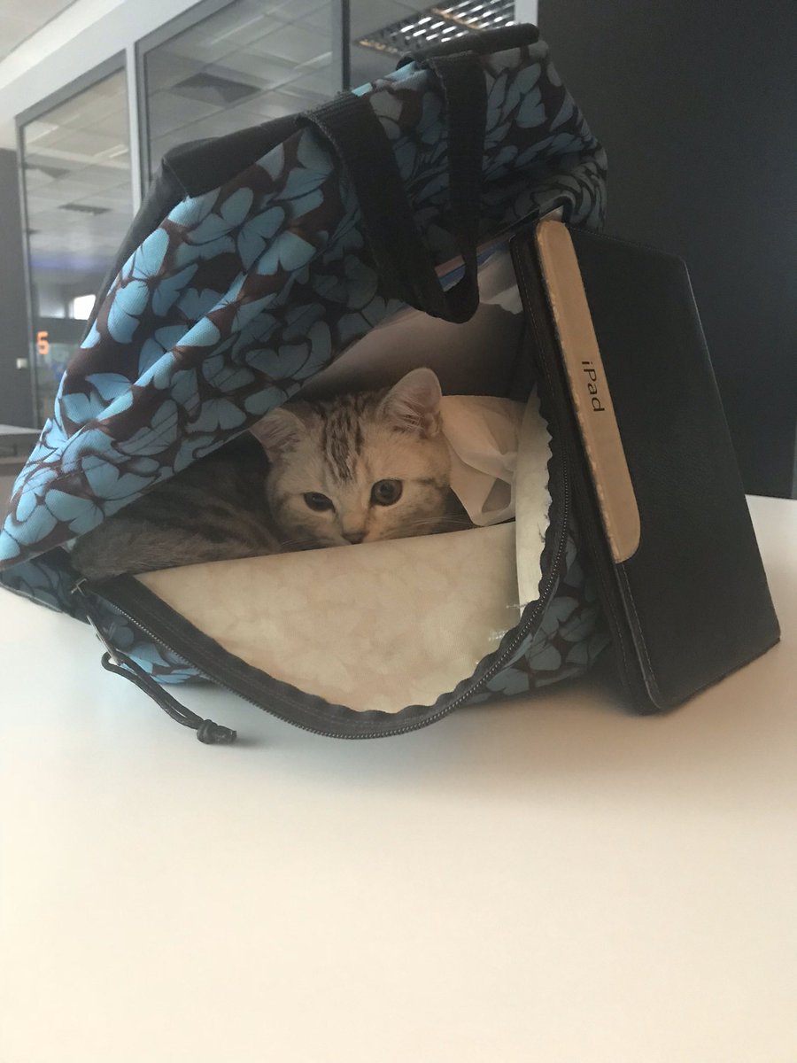 Oyu_De's tweet photo. 🐱 https://t.co/jzWNdnMuhV