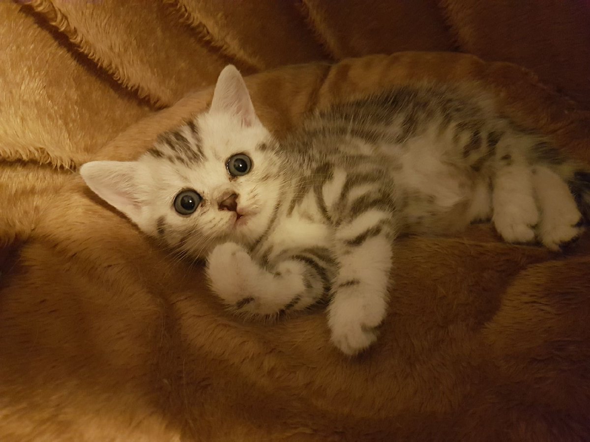 Oyu_De's tweet photo. 🐱 https://t.co/jzWNdnMuhV