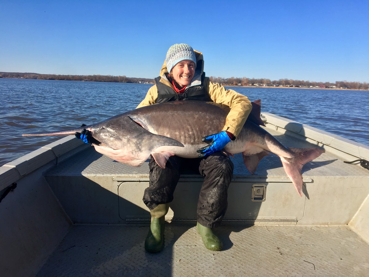 OKWildlifeDept's tweet photo. We are out braving the cold &amp; doing population assessments for paddlefish. This entails deploying miles of nets, measuring, marking, &amp; releasing the catch. We want anglers to know that picking up large fish by the jaw or gills can injure fish, so #HugAPaddlefish instead. https://t.co/B28SmAXe8v