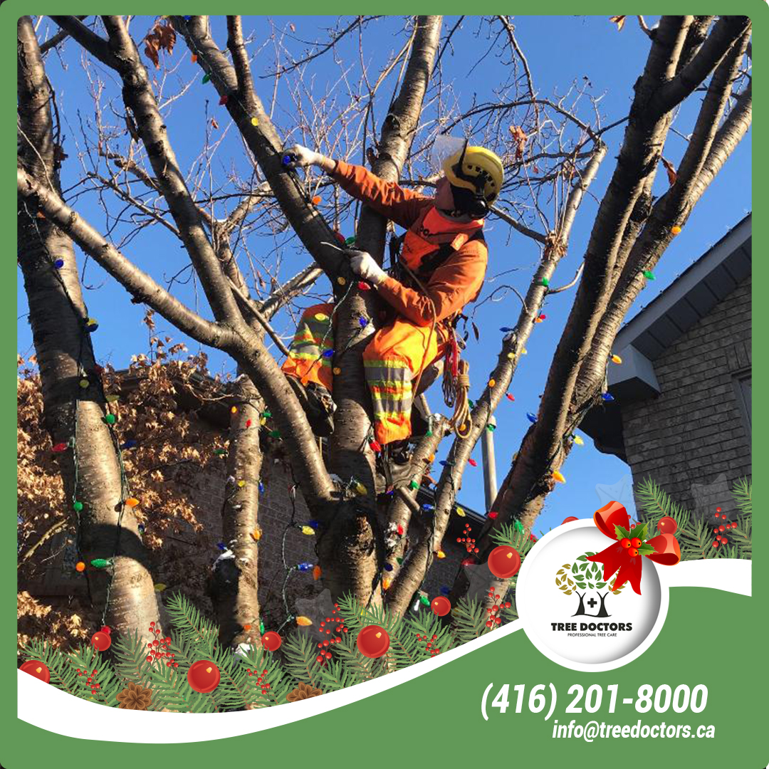 treedoctorsca's tweet image. Tree Holiday Lights Installation services in Toronto. Call us today for last-minute Chrismas Tree decoration services!

(416) 201-8000
or e-mail us to info@treedoctors.ca.
#treedecor #christmasdecor #lightinstallation #treeservices #toronto #treedecoration #christmastree #tree
