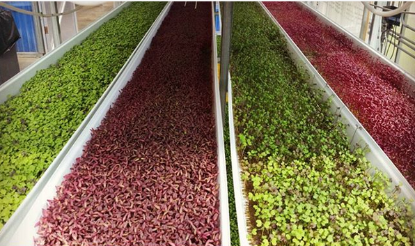 Have yourself a microgreen Christmas!