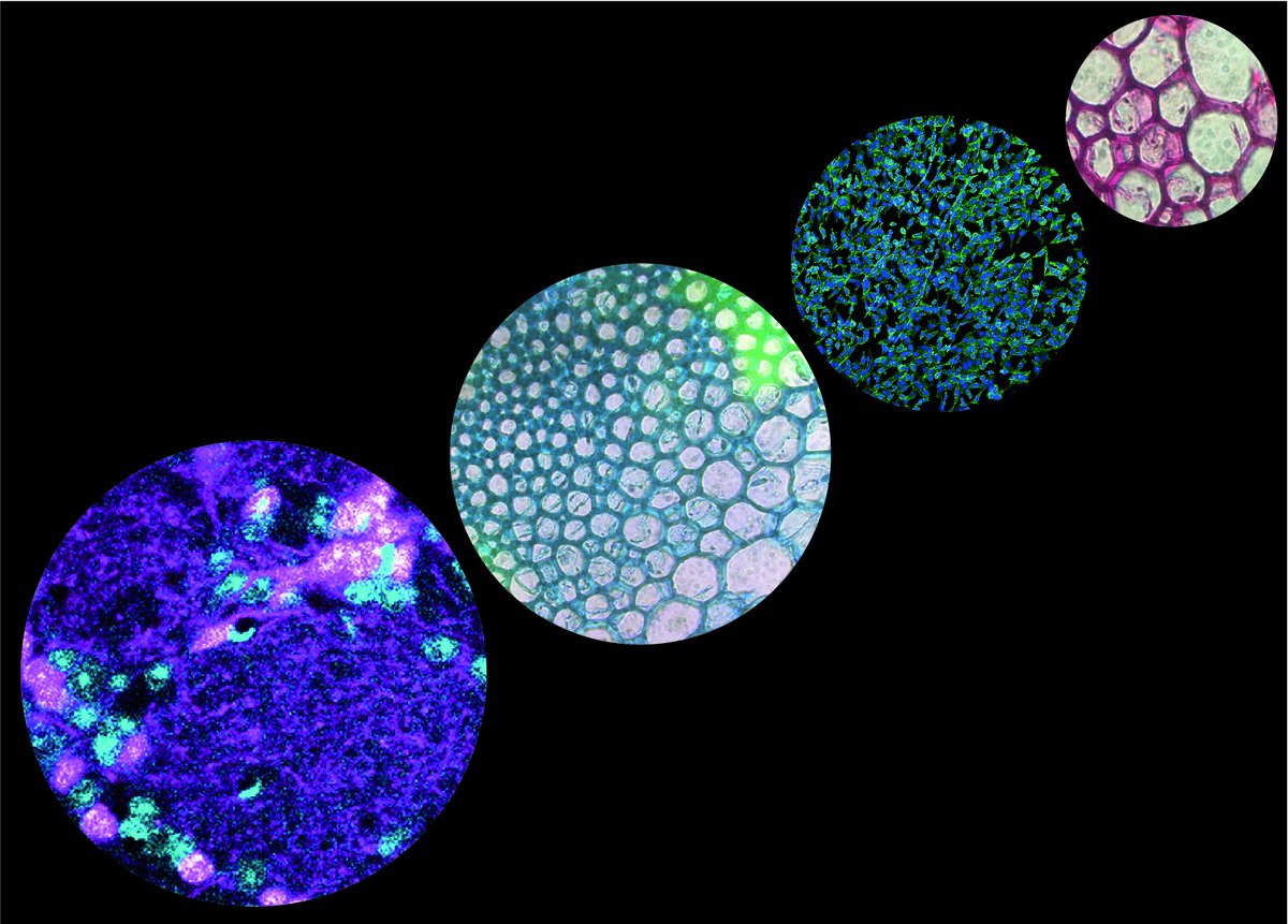 in2scienceUK's tweet image. “My placement exceeded my expectations and I am interested in pursuing engineering”- 2019 #in2scienceUK participant. Join us in making a difference for more year 12 students by hosting a two week placement! Find out more: in2scienceuk.org/hosts/ #STEM #microscopeart