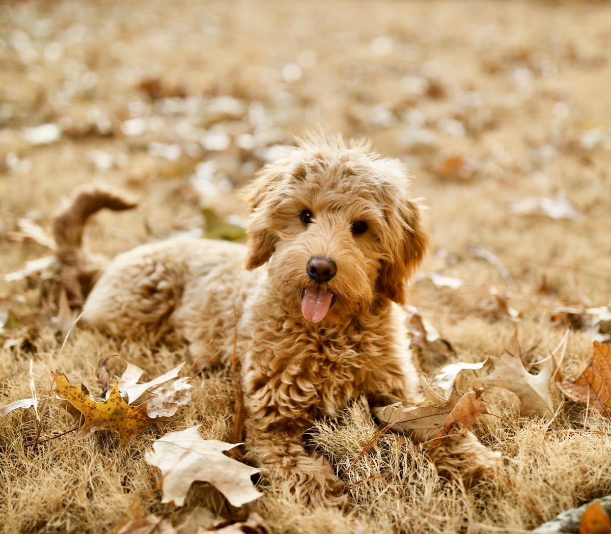 poola14's tweet image. Just rly obsessed w my dog so just going to leave this here for yall #goldendoodle