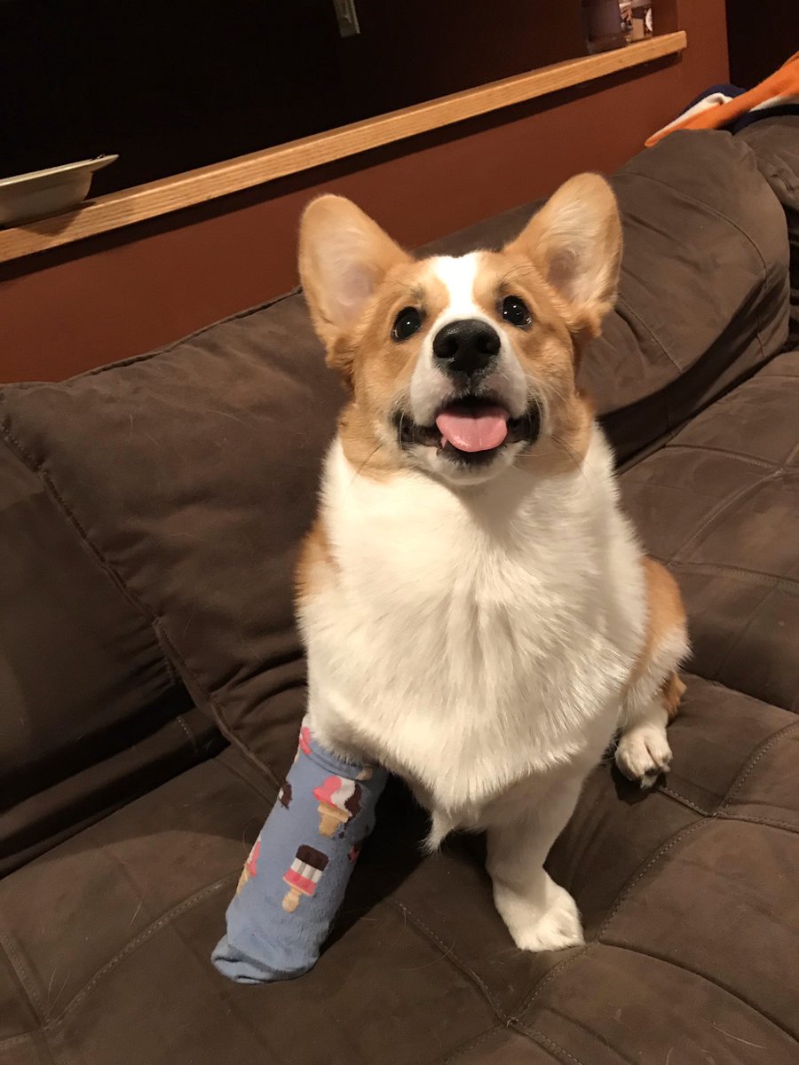 dog_rates's tweet image. This is Louie. He stubbed his toe at the dog park and had to get a cast. Decided to cover it with a different sock each day. 14/10 a fashion icon